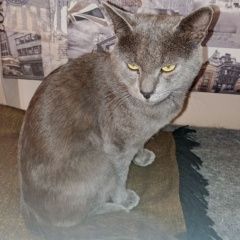 ����: ������� �����  ������� ����� ������ ��� � �. ������ �����