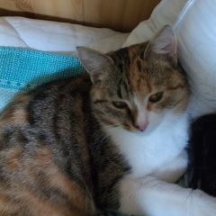 ����: ������� �����  ����������� ����� ������� ����� � �. ���������� �����