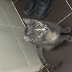 ����: ������� �����  ������ (��������) ������� ����� � �. ����� (��������)