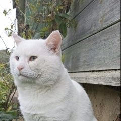 ����: ������� �����  ������� ��� ������� ����� � �. ������� �����