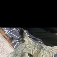 ����: ������� �����  ��������� ������ ��� � �. ��������