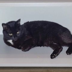 ����: ������� �����  ��������-��������� ������� ����� � �. �������-���������