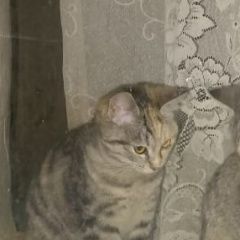 ����: ������� �����  �������� ������� ����� � �. �������