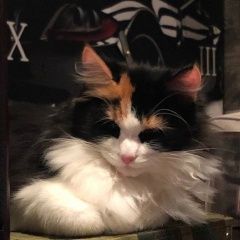 ����: ������� �����  �������� ����� ������� ������ ����� � �. �����