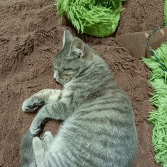 ����: ������� �����  �������������� ������� ����� � ������ 4-���...� � �. �������������