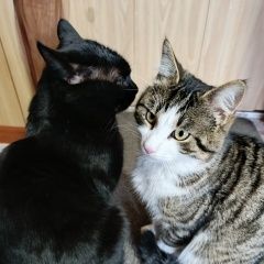 ����: ������� �����  ���������� ������ ��� � �. ���������