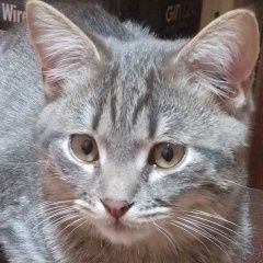 ����: ������� �����  ������� ������ ������ � �. ������