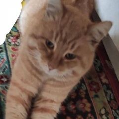 ����: ������� �����  ������� ���, ����� ���������� � �. ���������