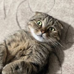 ����: ������� �����  ���������� ������ ��� � �. ���������