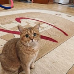 ����: ������� �����  �������� ����� �������� � �. ��������