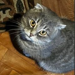 ����: ������� �����  ������� ��� ������� � �. ������