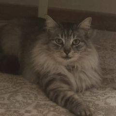 ����: ������� �����  �������-��-���� ������ ��� ����� ��� � �. ������-��-����