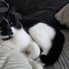 ����: ������� �����  ������ ������ ��� �����-����� ��� � �. �����