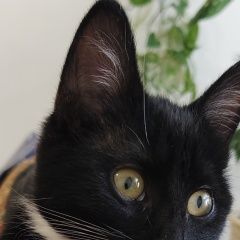 ����: ������� �����  ������ ������� ����� � �. �����