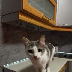 ����: ������� �����  �������� ����� ����������� ����� ����� � �. �����