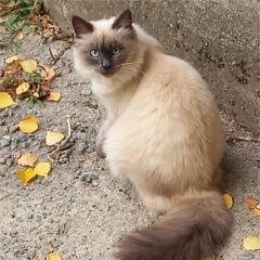 ����: ������� ����� ������� ����������� ��������� ������� ����� ������� �����������.� � �. ��������