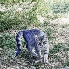 ����: ������� �����  �������� ����� � �. � �� �� ����� ��������� � �. ���������