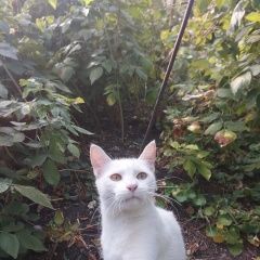 ����: ������� �����  ������� ��� �� ������ ���� ����������� � �. ����������