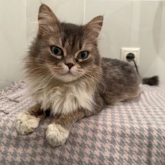 ����: ������� �����  �������� ����� ������������� � �. ������������