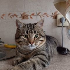 ����: ������� �����  ������� ��� �������� ����� �������� � �. ��������