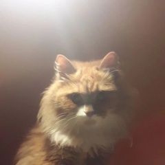 ����: ������� �����  ������������ ������� ����� ��� ��� �������. ���...� � �. �����������