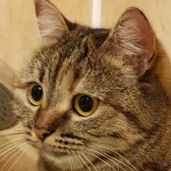 ����: ������� �����  ������������ ������� ����� ��� ���� �������. ���...� � �. �����������