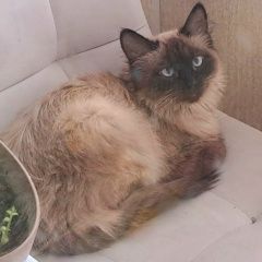 ����: ������� ����� ������������� ����� ���������� ������� ����� � �. ���������