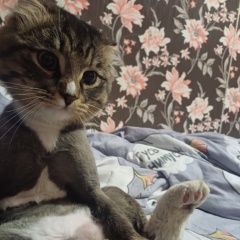 ����: ������� �����  ������� ��� ��������� � �. ���������