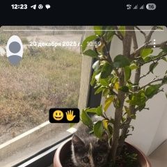 ����: ������� �����  ������� ������� ����� ����� ����� 5-6 ��������� � �. ������