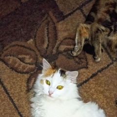 ����: ������� �����  �������� ����� ������ (���)� � �. ������ (���)