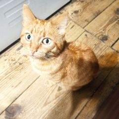 ����: ������� �����  �������� ����� ��� ������ � �. �����