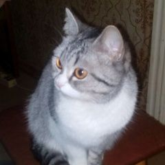 ����: ������� �����  �������� ����� ������������. ����� ����������...� � �. �������