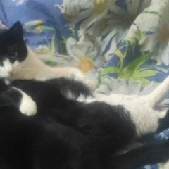 ����: ������� �����  ������� ��� ���� ������ (���)� � �. ������ (���)