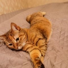 ����: ������� �����  �������� ����� ���� � �. ����