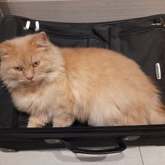 ����: ������� �����  ������� ��� ����������� (����������)� � �. ����������� (����������)