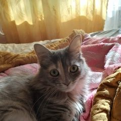 ����: ������� �����  ������ ������� ����� � �. �����