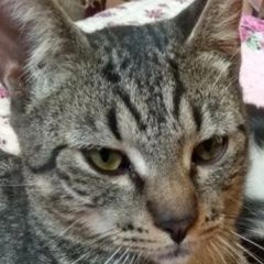 ����: ������� �����  ������� ������ ��� � �. ������