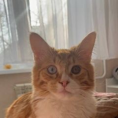 ����: ������� ����� ����-��� �������� ����� ������ �������� � �. ������ ��������