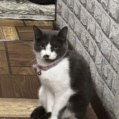 ����: ������� �����  �������� ����� ���� ������-��������� (���������...� � �. ������-��������� (��������� ���.)