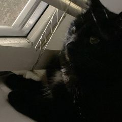 ����: ������� �����  ������� ��� ��� � �. ���