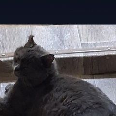 ����: ������� �����  ������� ��� ����� ������ (������)� � �. ������ (������)