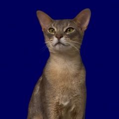 ����: ������� ����� ����������� ����� ������� ��� � ������� ���. �������� ���������� � �. ����������