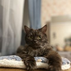 ����: ������� �����  ��������� ������ ��� � �. ��������