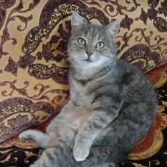 ����: ������� �����  �������� ����� ��������� � �. ���������