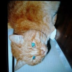 ����: ������� �����  ������� ��� ������� � �. �������