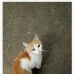 ����: ������� �����  ������� ��� �������� ����� ���� � � �������� � �. ��������