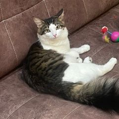 ����: ������� �����  ���������� ������ ���, ����� �������� � �. ���������