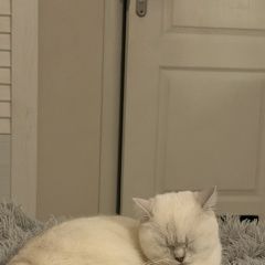 ����: None ���������� ��������������� ����� ��������� ����� ������� ����� ����� � �. �����