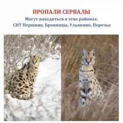 ����: ������� �����  ������� ��� � ������� ��������� � �. ��������