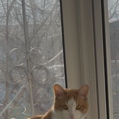 ����: ������� �����  ������� ��� ����-���� � �. ����-���